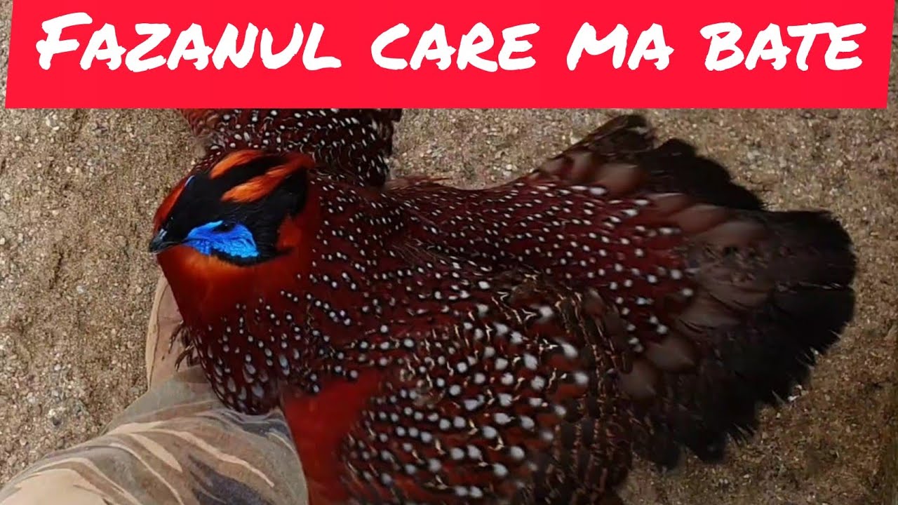 The most aggressive pheasant...tragopan male in breeding season