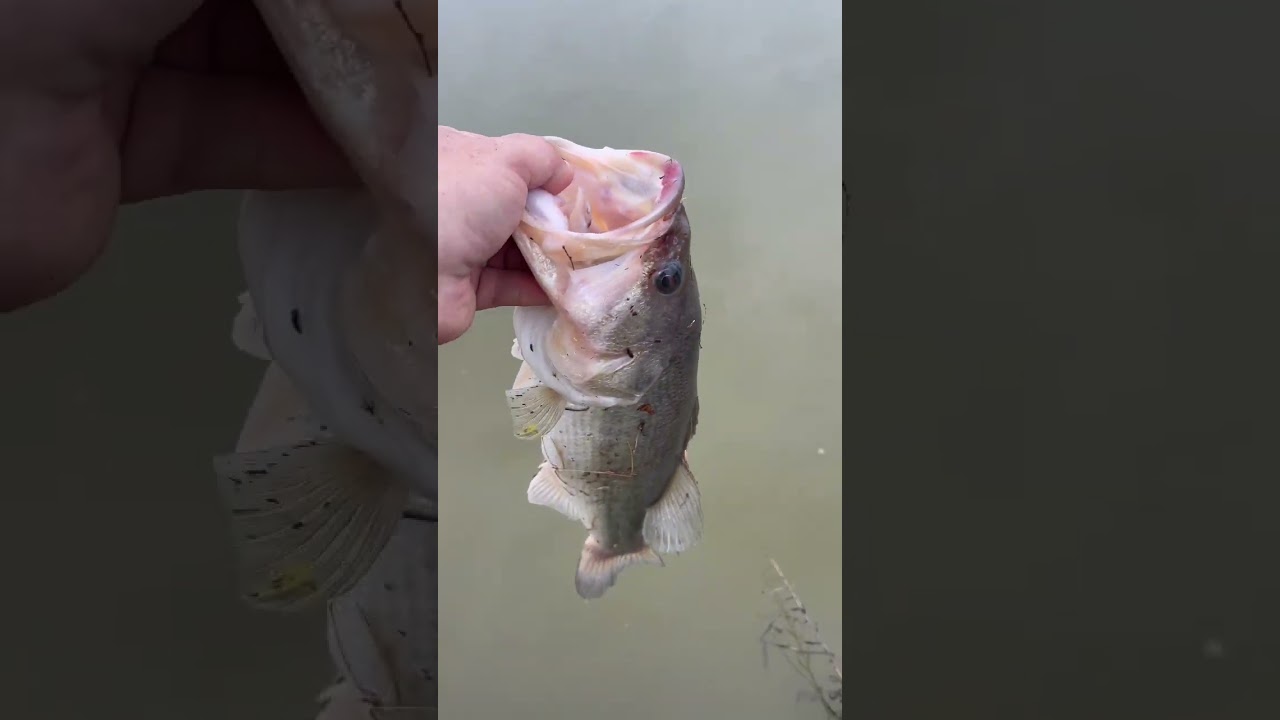 One Eyed Betty was ready for the chatterbait!!!! #pondfishing #largemouthbassin #kayakangler #zman