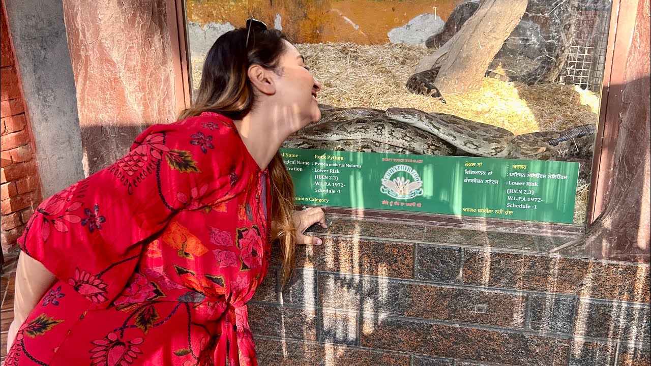 Chatbir Zoo Chandigarh Adventures → Fun, Chaos & Wrong Zomato Address 😂🐯🍜