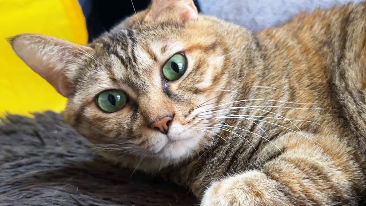 自由すぎる姫猫に驚きを隠せない麦わら猫(笑)