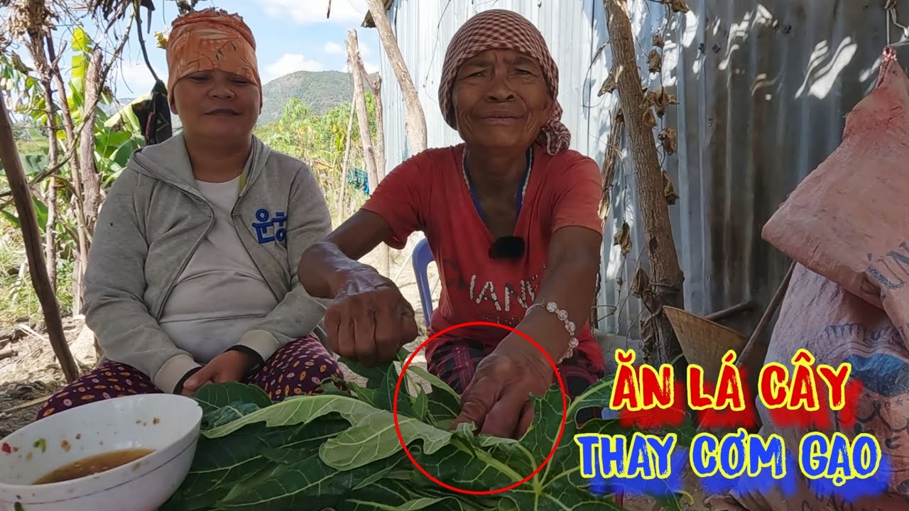 2 MẸ CON ăn lá ĐU ĐỦ thay CƠM, mỗi ngày LỤM phân bò đổi GẠO ăn - tập 944