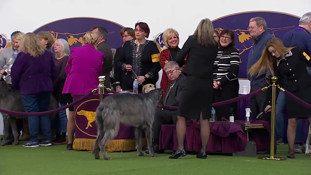 Scottish Deerhounds | Breed Judging 2020
