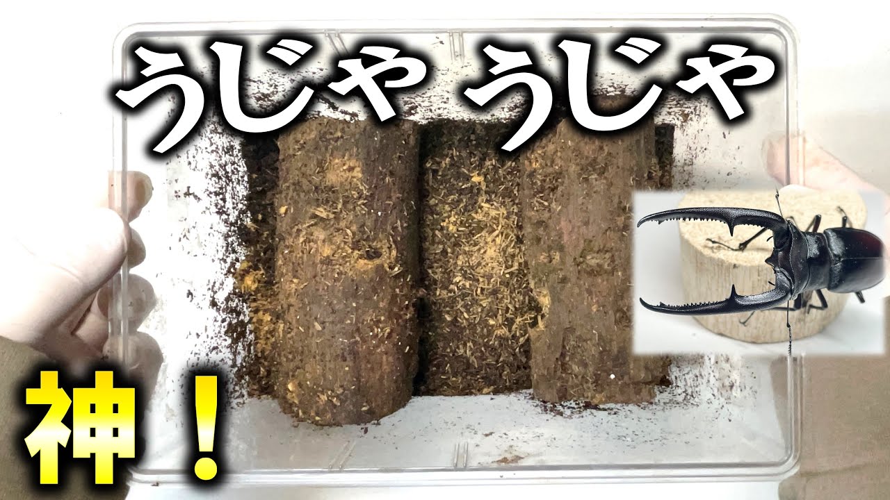 うじゃうじゃ幼虫の出てくる木？３カ月近く放置した産卵木を割ってみると…