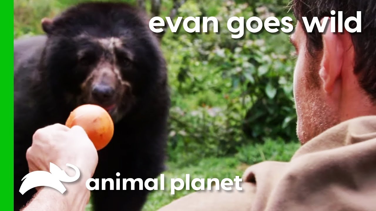 Hand-Feeding A Semi-Wild Spectacled Bear In Peru | Evan Goes Wild