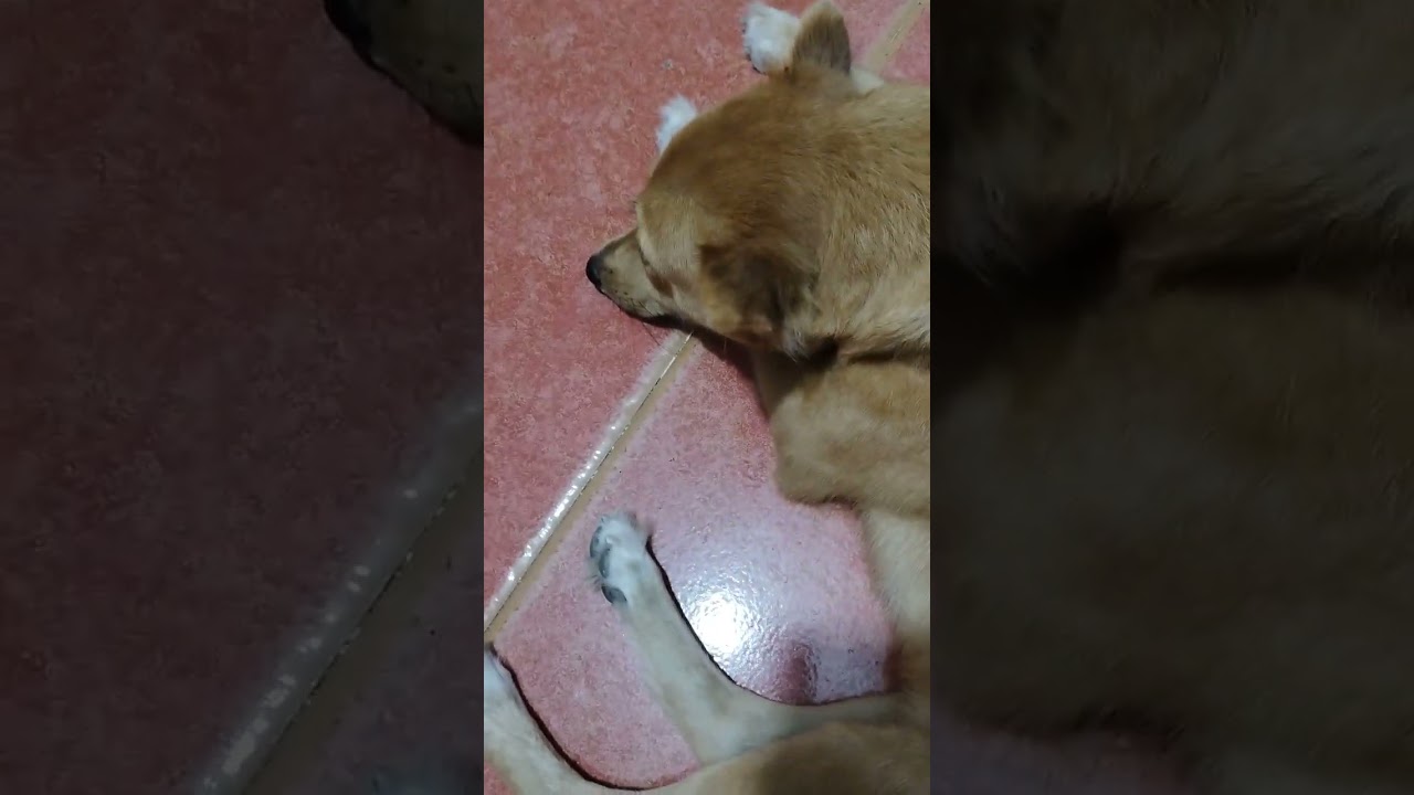 #furbaby #furlover #askaldog #brown #friendly #dog #shortvideo #viralvideo