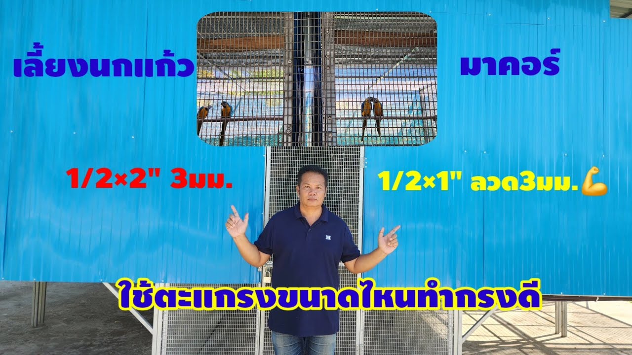 กรงนกแก้วมาคอร์ ใช้ตะแกรงขนาดไหนดี