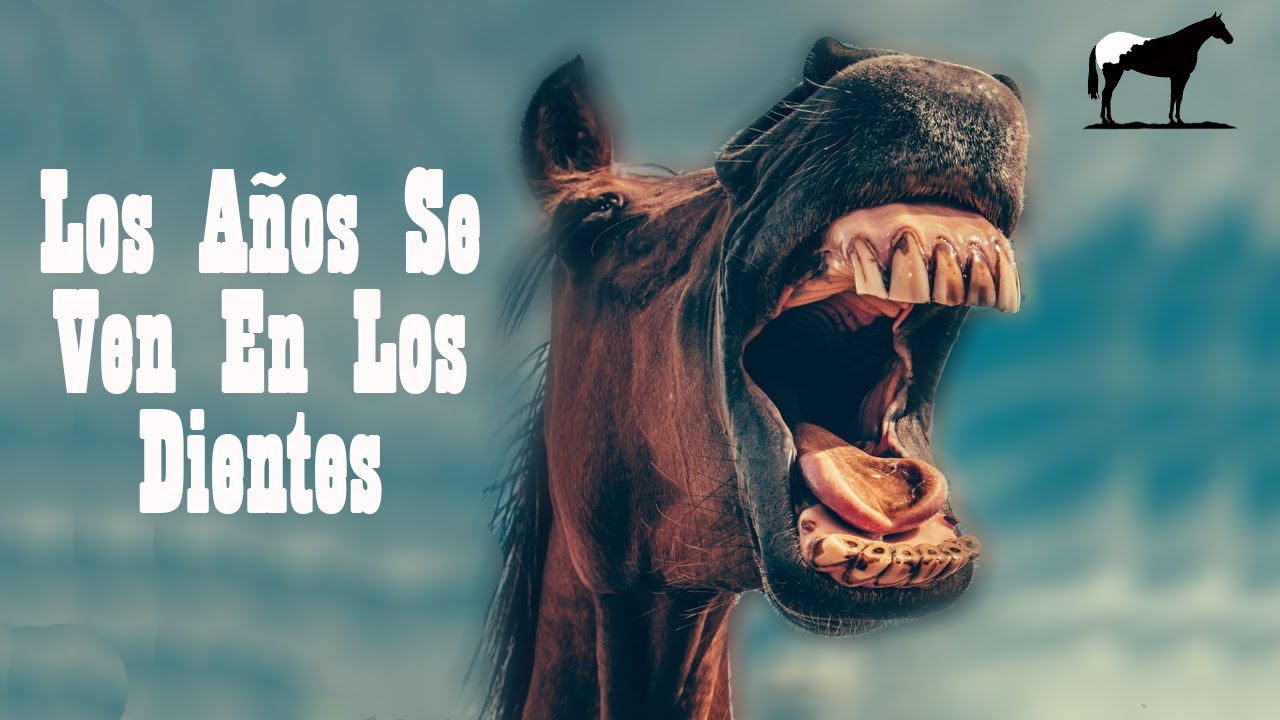 Como Saber Cuantos Años Tiene Un Caballo (Fácilmente) 🐴-Del Cerro Soy