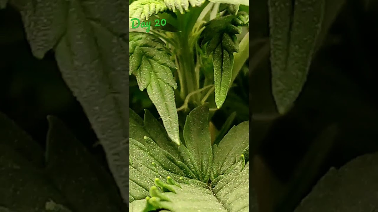 #rasta #marihuana Royal Queen Seeds Fat Banana Day 20 Preflowering ლამაზი 🥰