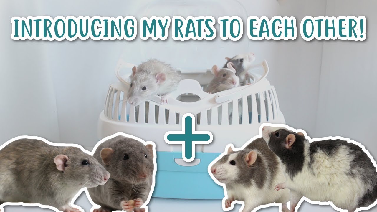 HOW I INTRODUCED MY RATS TO EACH OTHER!