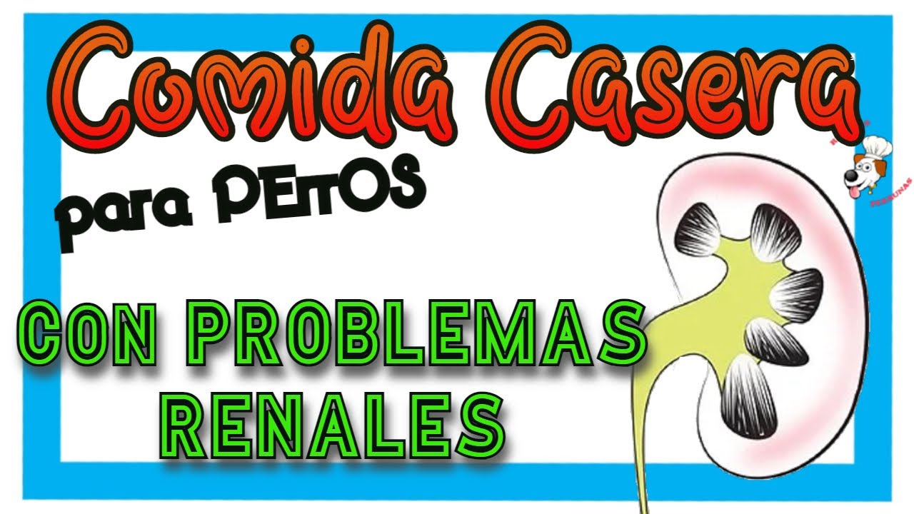 🥗 Comida para PERROS 🐶 con INSUFICIENCIA RENAL