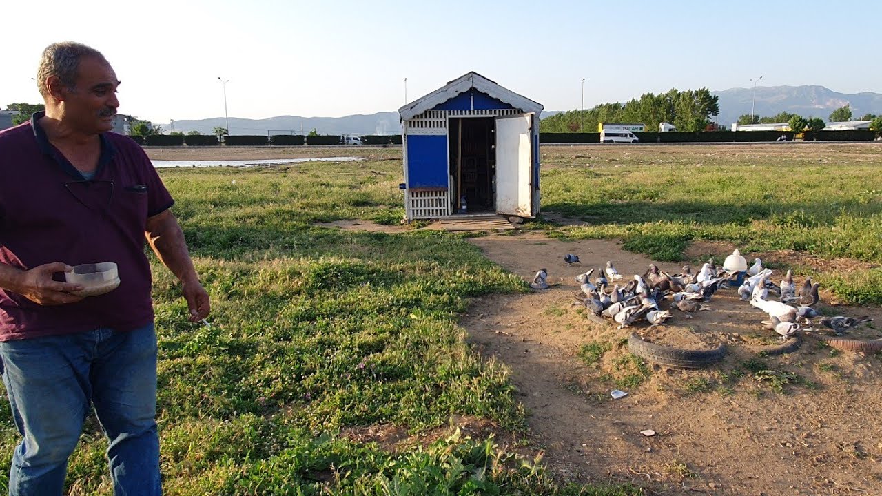 DADAŞ ZİYA ÖZLÜ  ABİMİZİN  SEFERLİ PERDAHLI OYUNLU GÜVERCİNLERİNİ CANDAN SOHPETLE UÇURDUK İZLEDİK