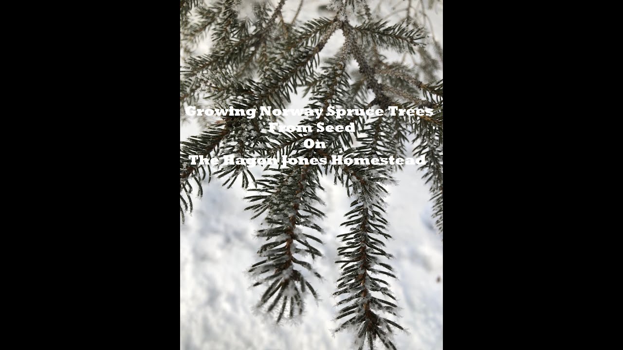Planting Norway Spruce From Seed. The Hagon Jones Homestead
