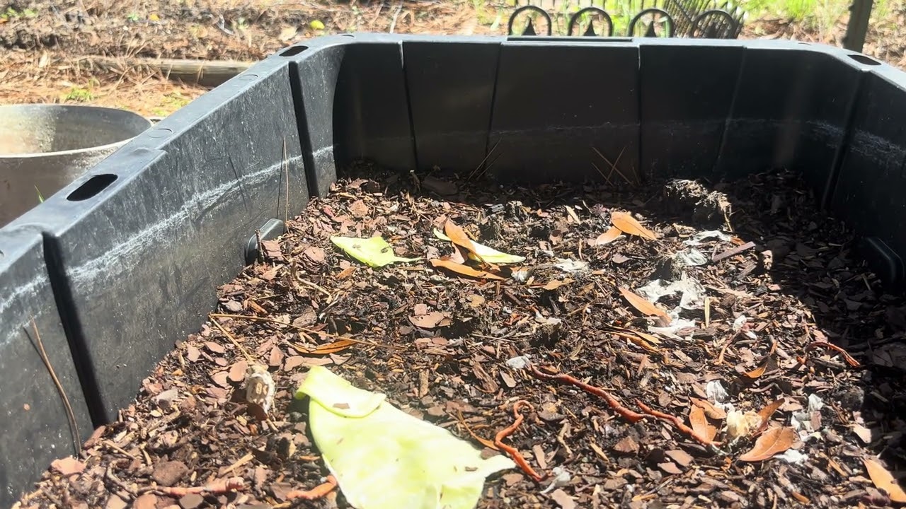 Late winter Early Spring Garden tour our Florida homestead part 1 are you ex what’s coming a head?🌴