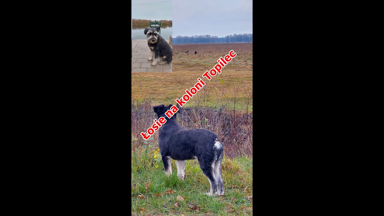 Spotkanie z Łosiami na Koloni Topilec i ,,zonk,, na kładkach w Śliwnie