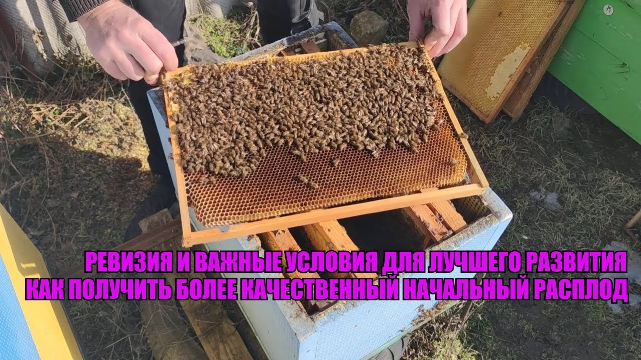 Какие нужны УСЛОВИЯ ДЛЯ РЕЗКОГО БУРНОГО РАЗВИТИЯ И КАЧЕСТВЕННОГО РАСПЛОДА ВЕСНОЙ СОХРАНИ ТЕПЛО ✅🐝🐝