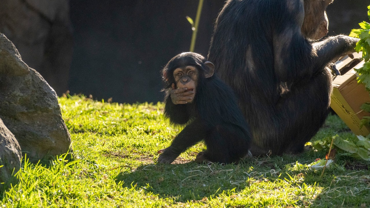 “Fiesta de cumpleaños” en BIOPARC Valencia por el primer aniversario del chimpancé Ekon 🎂🐒