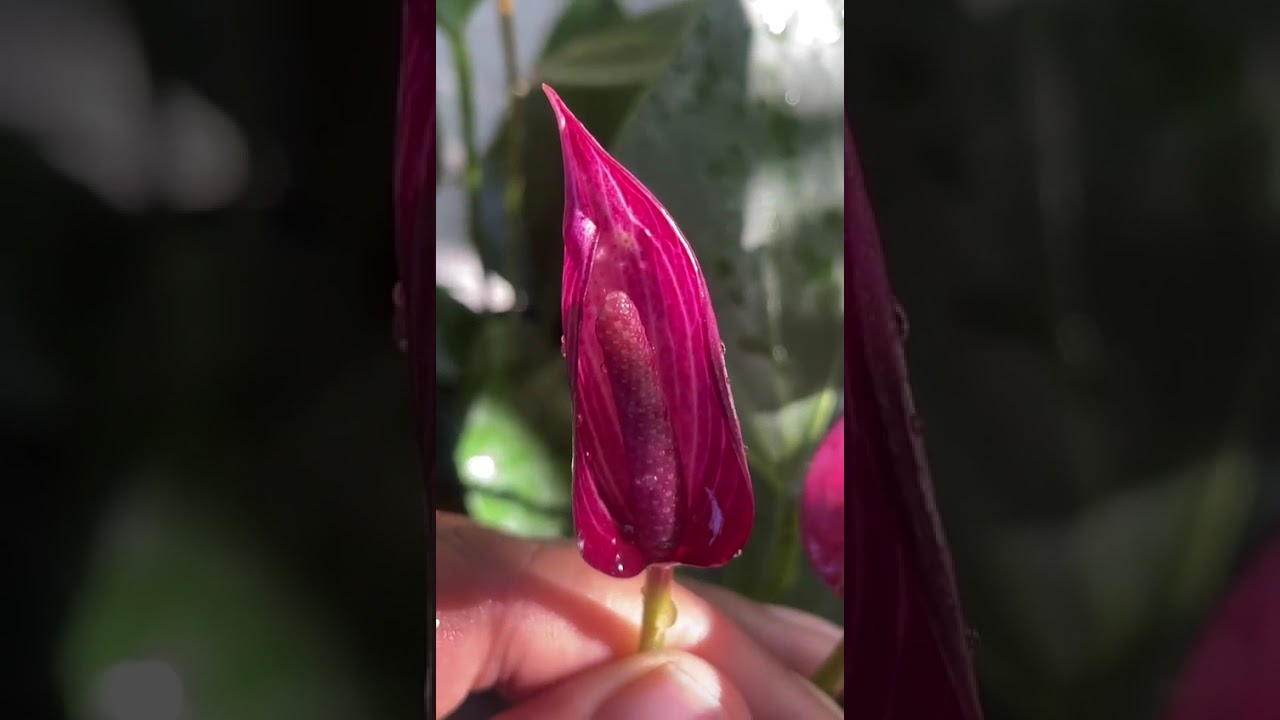 මේවා දෙන්නේ අපි විතරයි#anthuriumwagawasinhala#fypviral#plants#flash0765647812