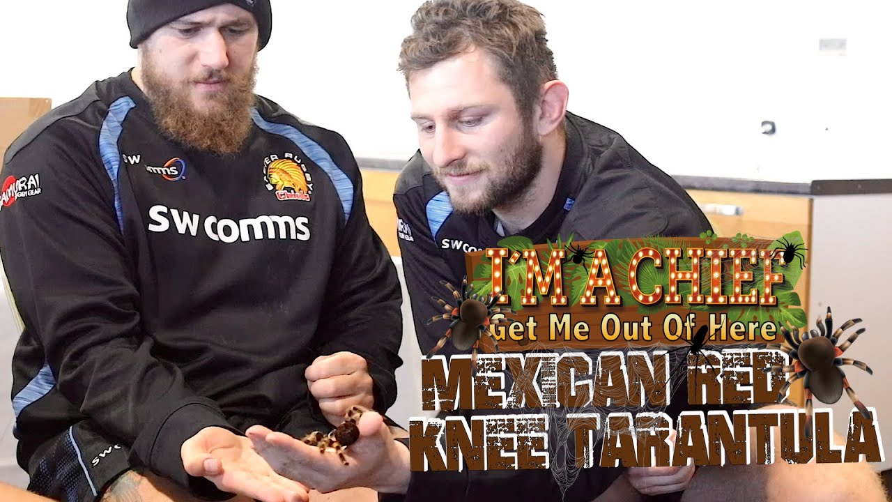 I'm an Exeter Chief get me out of here! Professional rugby players handling jungle creatures