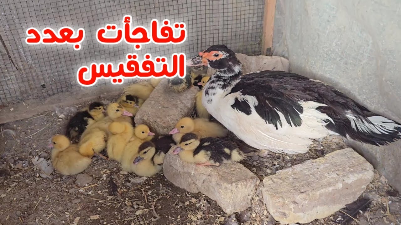 تفقيس البش المصري وانا مسافر