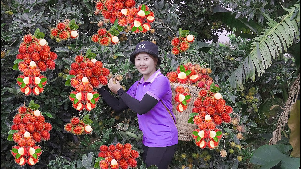 Harvesting Rambutan to the Market to Sell  Make mixed salad! Lucia's daily life