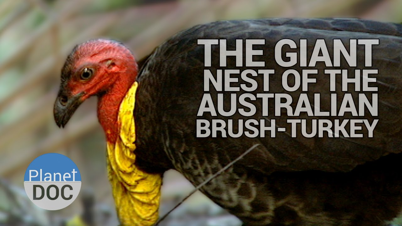 The Giant Nest of the Australian Brush-Turkey | Wild Animals - Planet Doc Full Documentaries