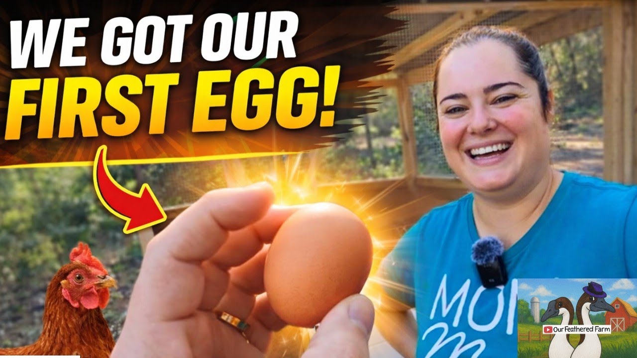 First Egg on the Homestead | Installing Nesting Boxes For Chicken Coop