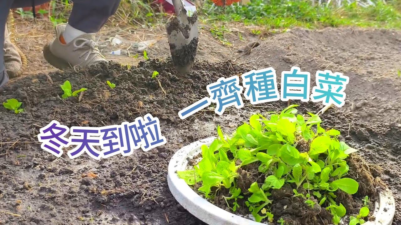 香港農村生活｜冬天來了：終於可以種白菜（Winter Has Arrived: Planting Chinese Cabbage）