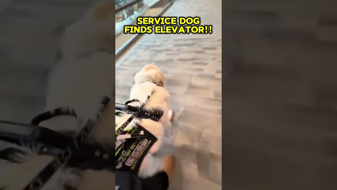 My service dog can do that?! 