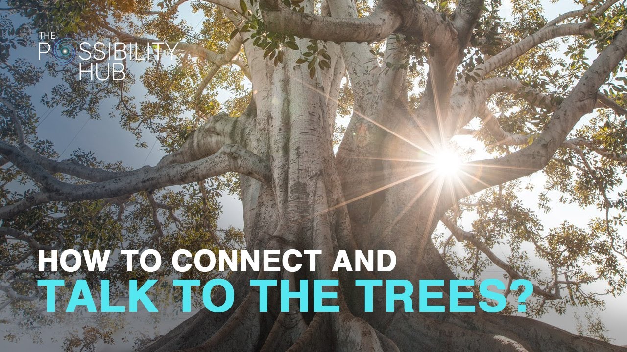 When Trees Talk! Messages from a Tree Whisperer | Carol Talbot | John Paul (Eagle Heart) Fischbach