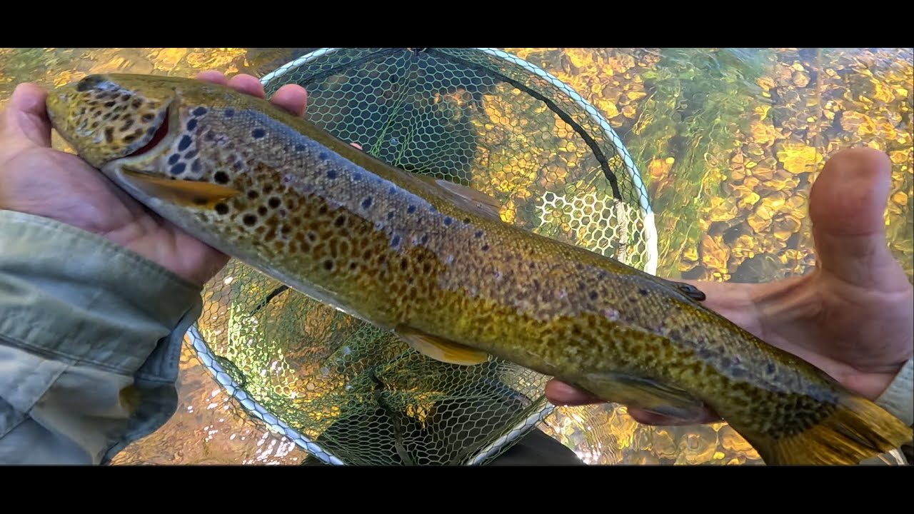 UNA AQUÍ, OTRA ALLÍ... Y AL FINAL REMATÉ UN ACEPTABLE DÍA DE PESCA