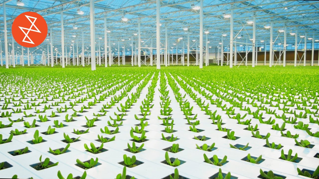 Reducing Food Waste with Urban Greenhouses🌱 Sustainability at Lufa Farms in Montreal
