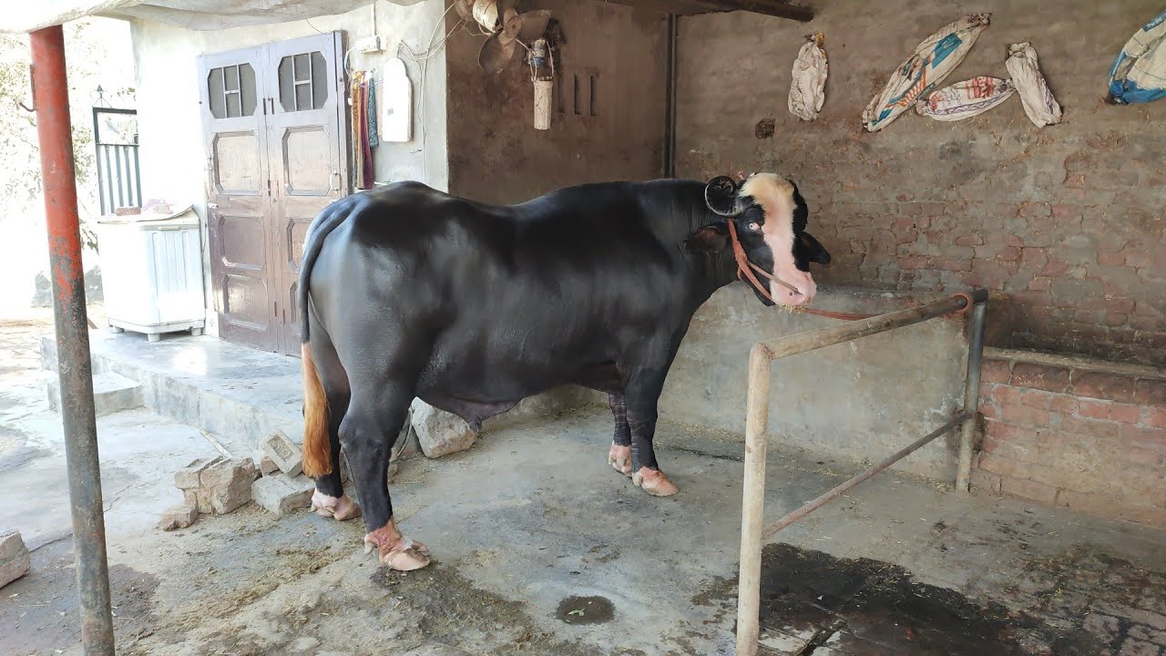 Pistol, Neeli Ravi Bull, ਨੀਲੀ ਰਾਵੀ ਨਸਲ ਦਾ ਝੋਟਾ ਪਿਸਟਲ