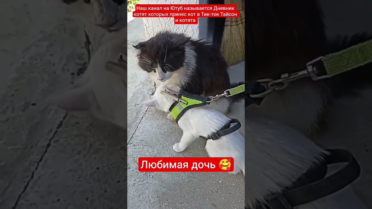 #новости#cat#батя#дом#дневниккотят#котик#музыка#фильм#сериал#крым#вб#озон#pets#kitten#vlog#sos