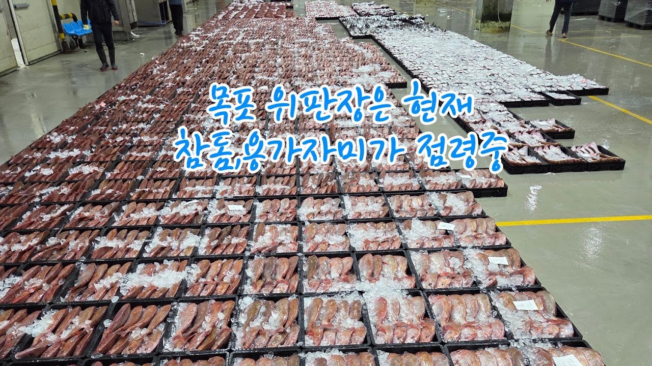 2026년 3월 6일 목포 수협 선어 위판장 ☎️010 9661 3586 #갈치 #민어 #딱돔 #조기 #병어 #갑오징어 #홍어 #우럭 #농어 #방어 #성대 #쥐치 #아귀 #참돔