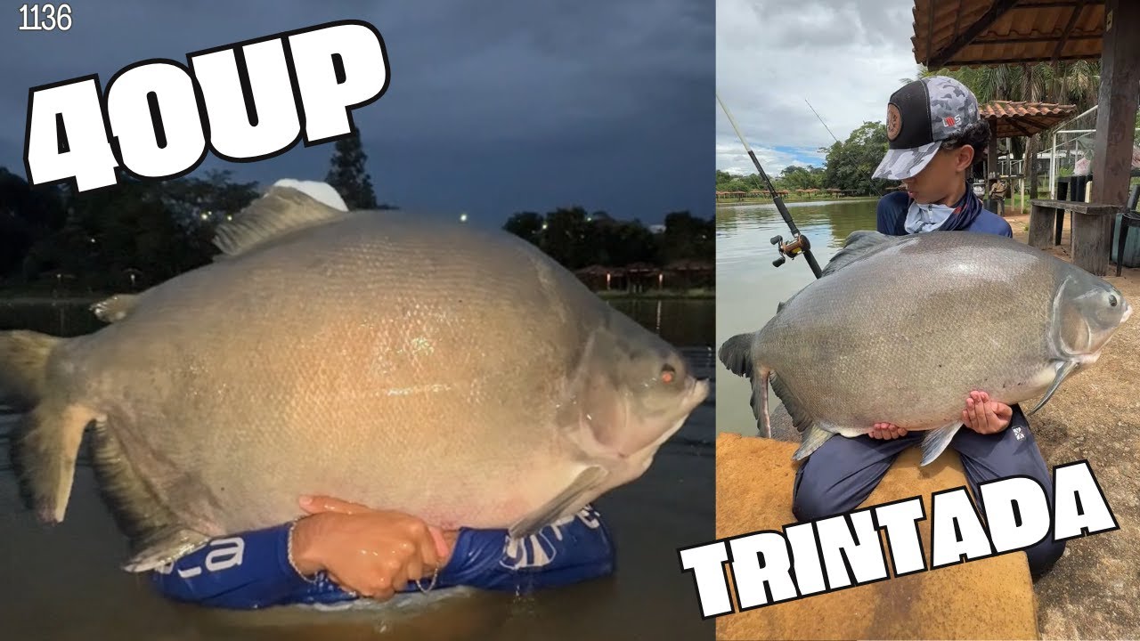 TAMBA DE 40up e TRINTADA no CLUBE DE PESCA OLIVEIRA - FISHINGTUR 1136
