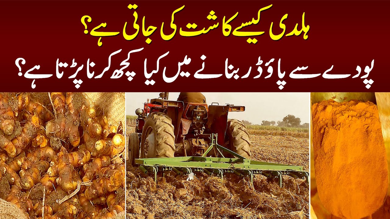 Haldi Kese Kasht Hoti Hai? Haldi Powder Kese Banta Hai? - Very Informative Video