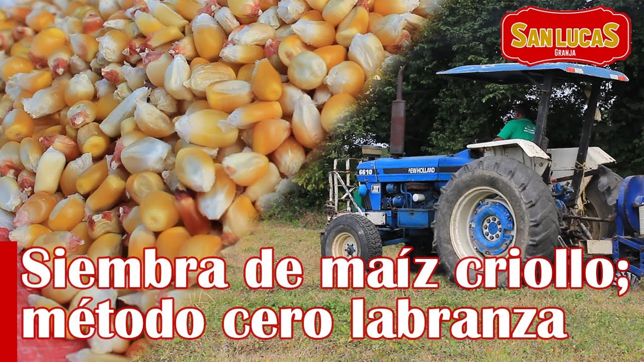 Siembra de maíz criollo | Método cero labranza | Granja San Lucas