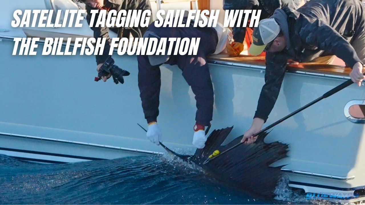 Спутниковое мечение атлантических парусников чемпионами конкурса Sailfish Challenge и фондом The ...