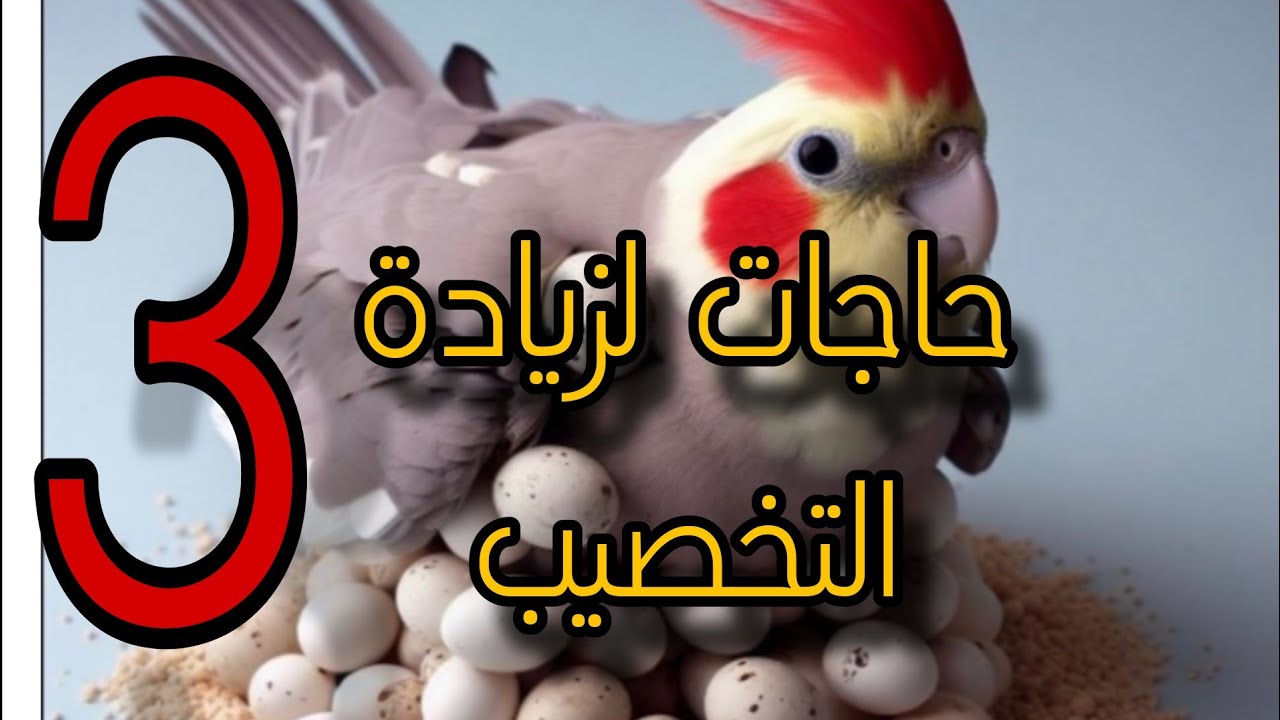 3 مكونات اساسية لزيادة التخصيب وزيادة الانتاج ومضاعفة انتاج البيض للطيور