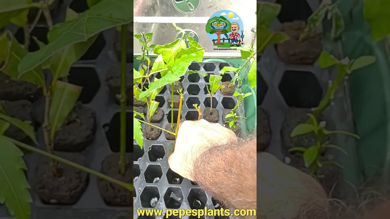 Neem Tree Propagation From Cuttings