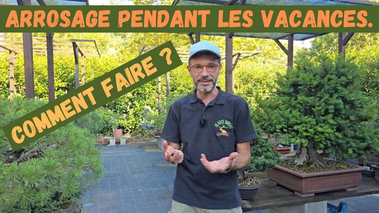 Comment organiser l'arrosage des bonsaïs pendant nos vacances?