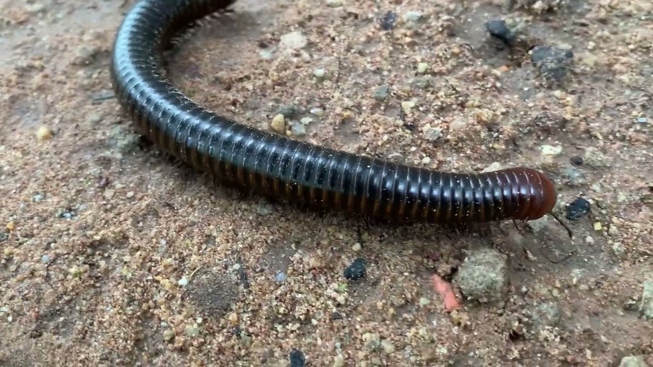 1.This Giant Millipede Crawled Out of Nowhere 😱#millipede