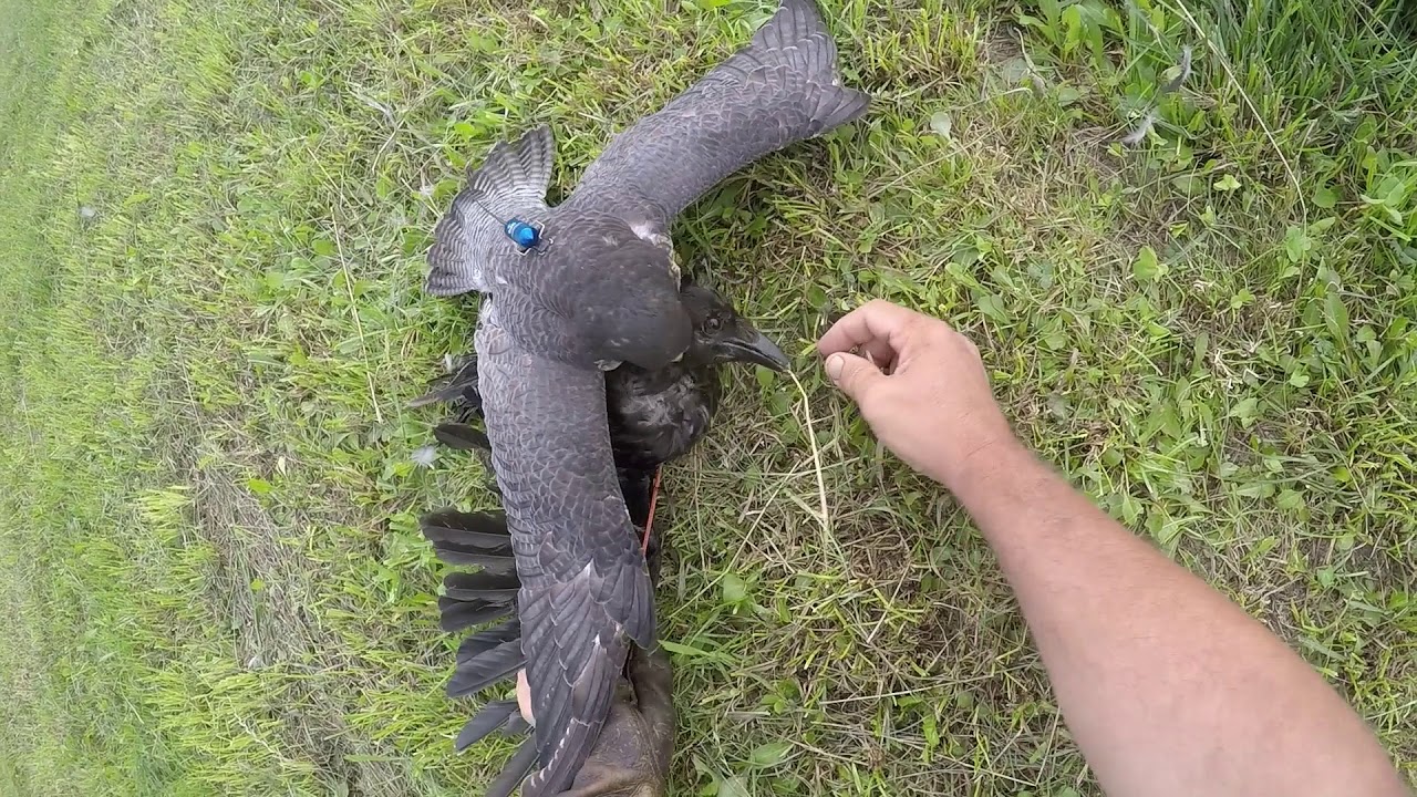 Falco peregrinus Terzel  vs  Crow