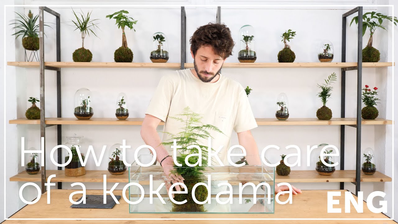 How to take care of a kokedama (English version)