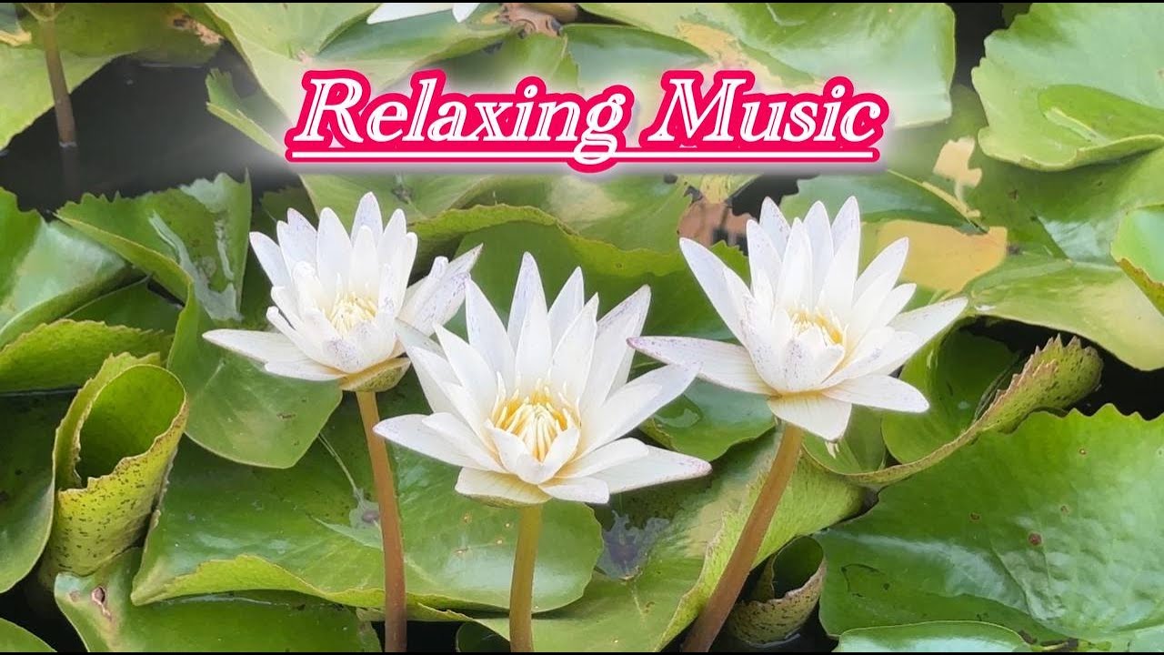 Relaxing Music Restores the Nervous System 🍃 Stress Relief Music, Healing Music 📚 Study Music