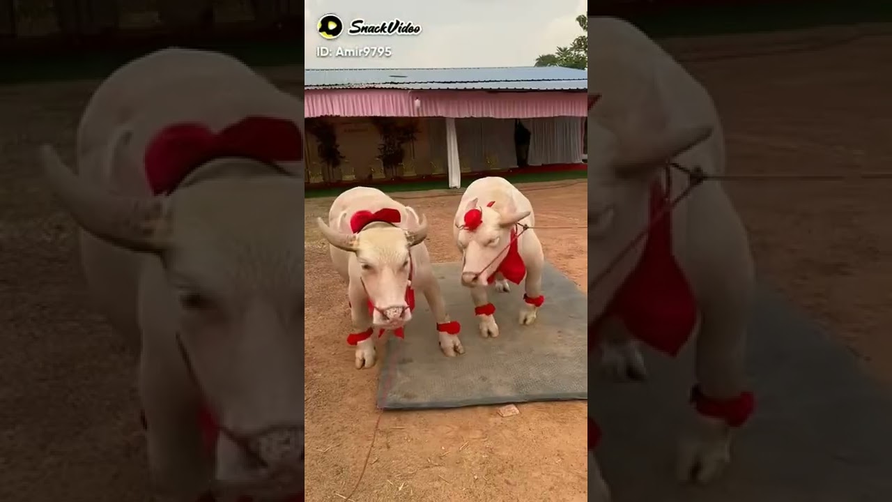 Cow Mandi 2022 ll Cow Qurbani special Tik tok video ll It'x Mandi Lover