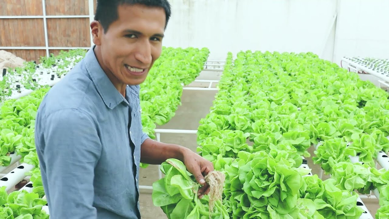 Cosecha y embolsado de lechuga  hidropónica /Rene Cabezas