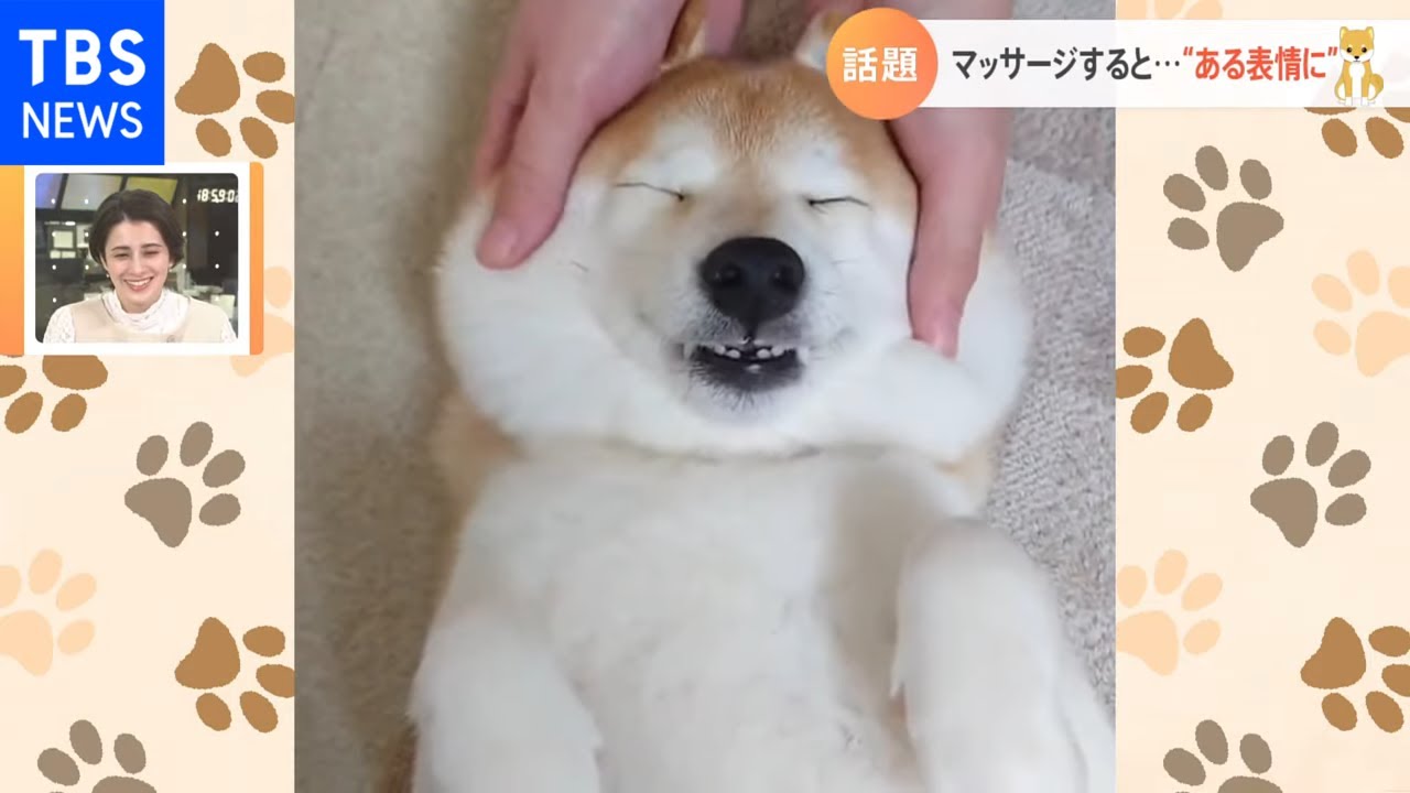 マッサージでとろける柴犬