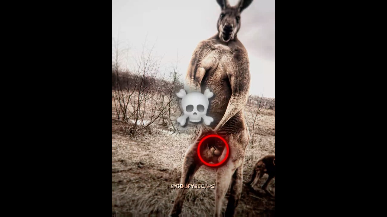 Speed ​​zszokowany widokiem kangur&oacute;w płci męskiej💀#ishowspeed #kangur #edytuj