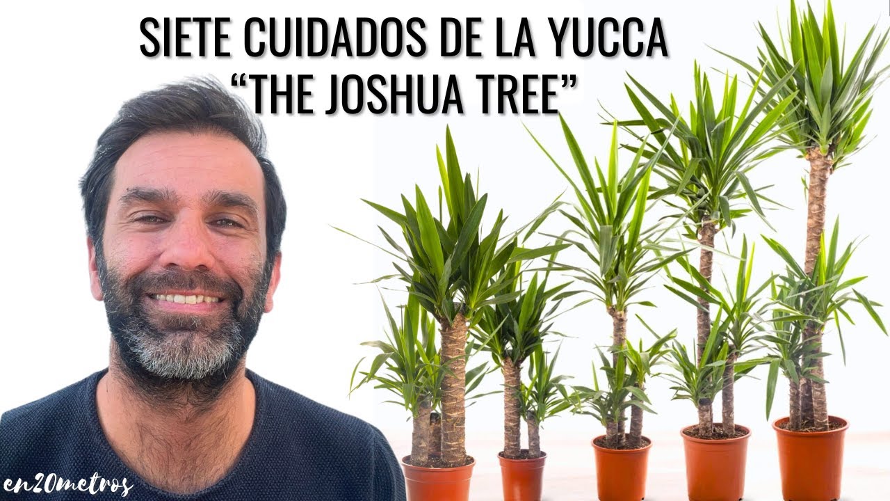 SIETE CUIDADOS Y CUIRIOSIDADES DE LA YUCA: yucca elephantipes || en20metros